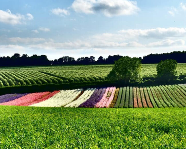 country-fresh-dried-flowers